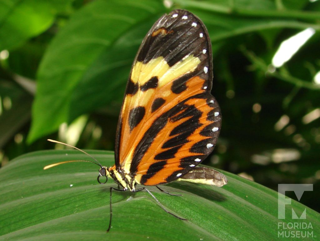 Disturbed Tigerwing Butterfly with wings closed. Butterfly has long narrow wings. The wings are orange with black marking near the body, the upper wing has a yellow a yellow strips and black wing wings. A row of white dots runs along the edge of the wing. The body is yellow and black striped.
