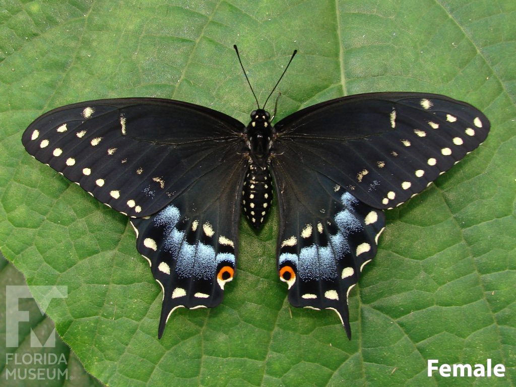 Female Black Swallowtail butterfly with open wings. Butterfly is black with many blue and smaller yellow markings along the edges. The wings end in a single long point.