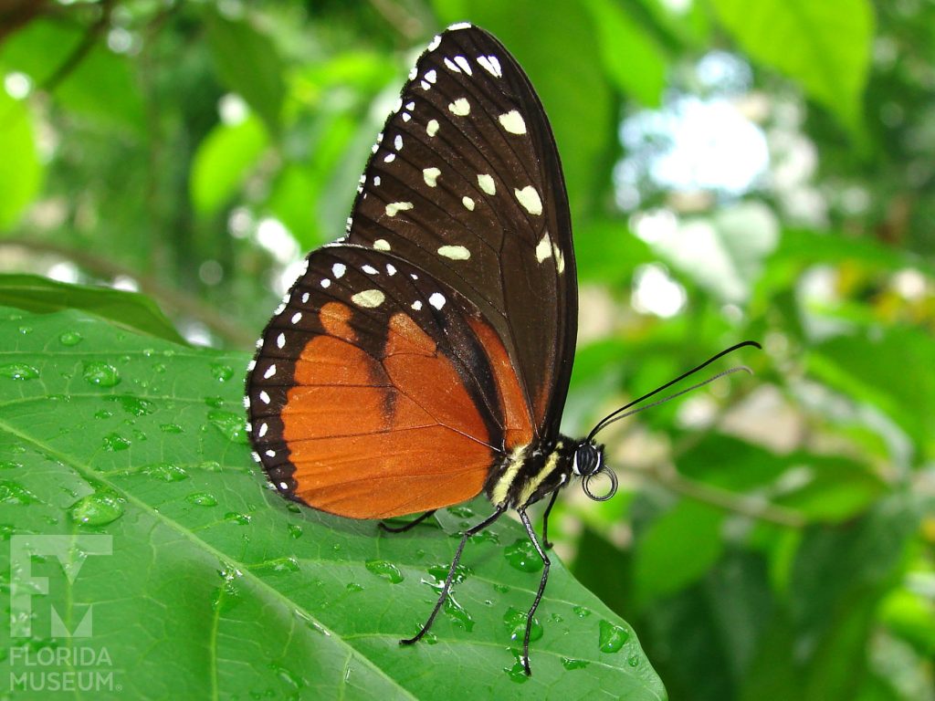 Cream-spotted Tigerwing Butterfly. Male and Female butterflies look similar. With wings closed the lower wing is orange with a black edge spirited with white dots. The upper wing is black scattered with pale-yellow dots. The body is striped black and yello