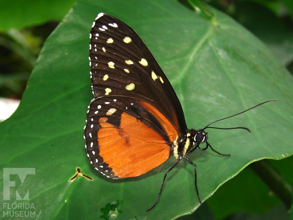 Cream-spotted Tigerwing Butterfly. Male and Female butterflies look similar. With wings closed the lower wing is orange with a black edge spirited with white dots. The upper wing is black scattered with pale-yellow dots. The body is striped black and yello
