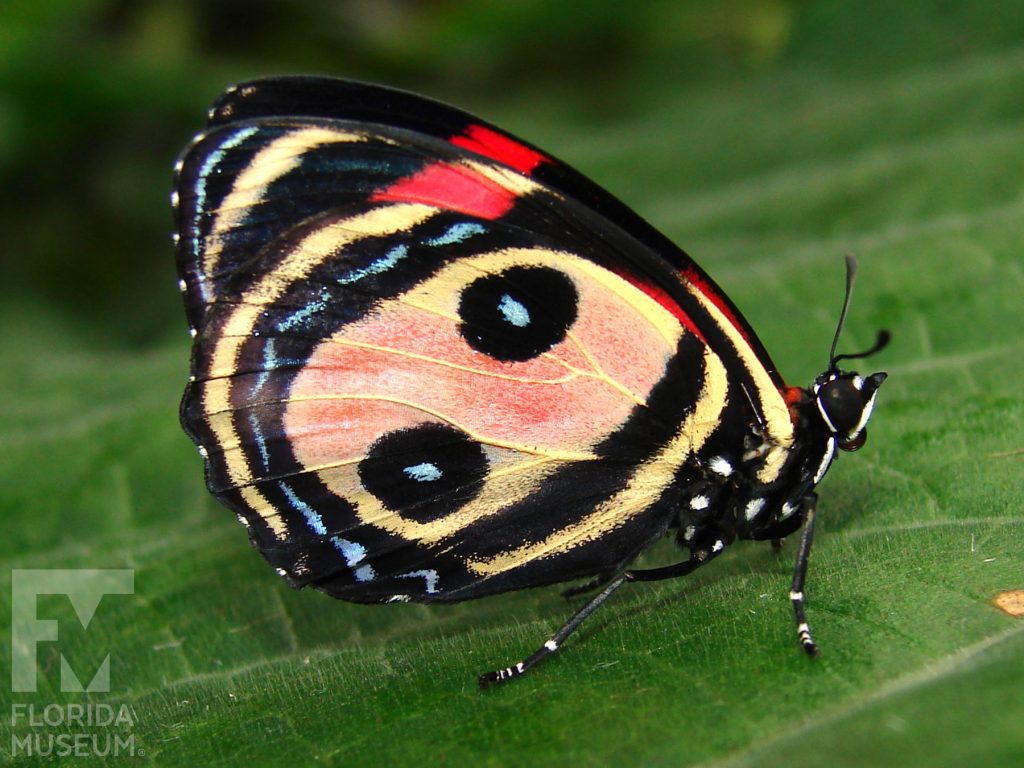 Two eyed 88 butterfly with closed wings. Male and female butterflies look similar. Butterfly is tan with black bands along the wing edges. Two eye spots are in the center of the wing.