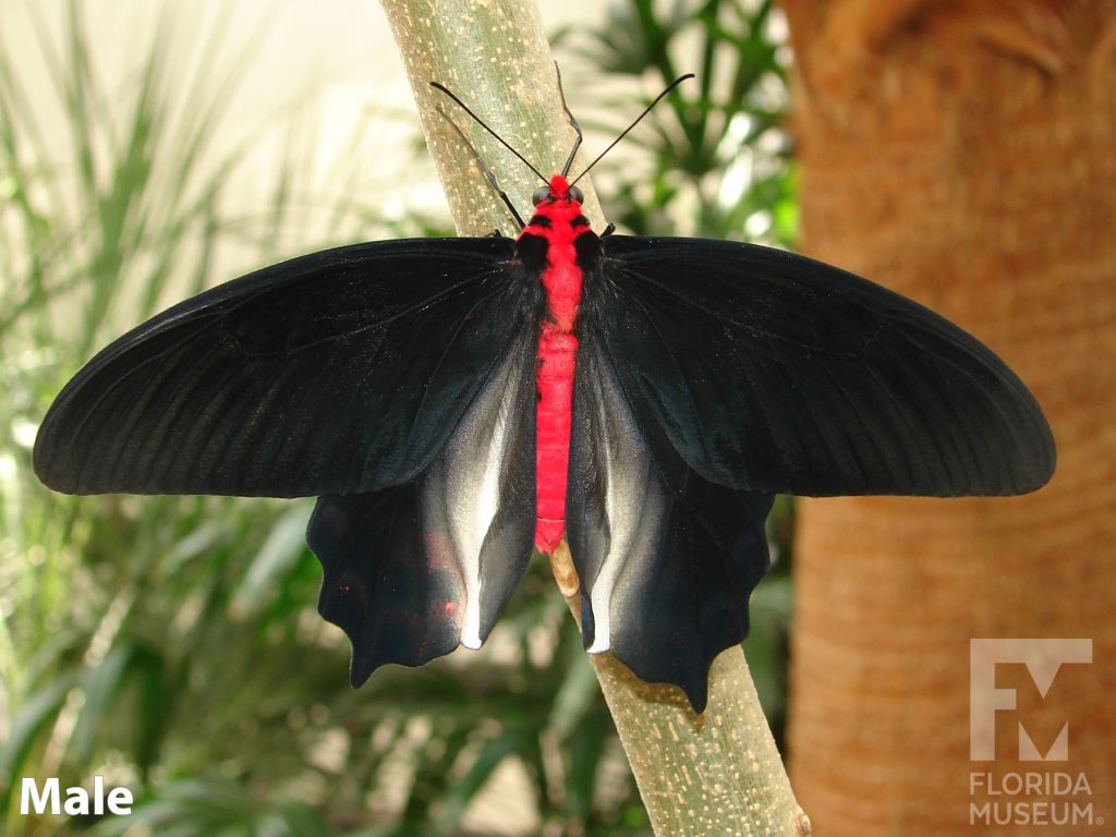 Male Bat Wing Butterfly with open wings. The lower wings end in several points. With its wings open the male butterfly is black with white along the center of the wings, the body is red.
