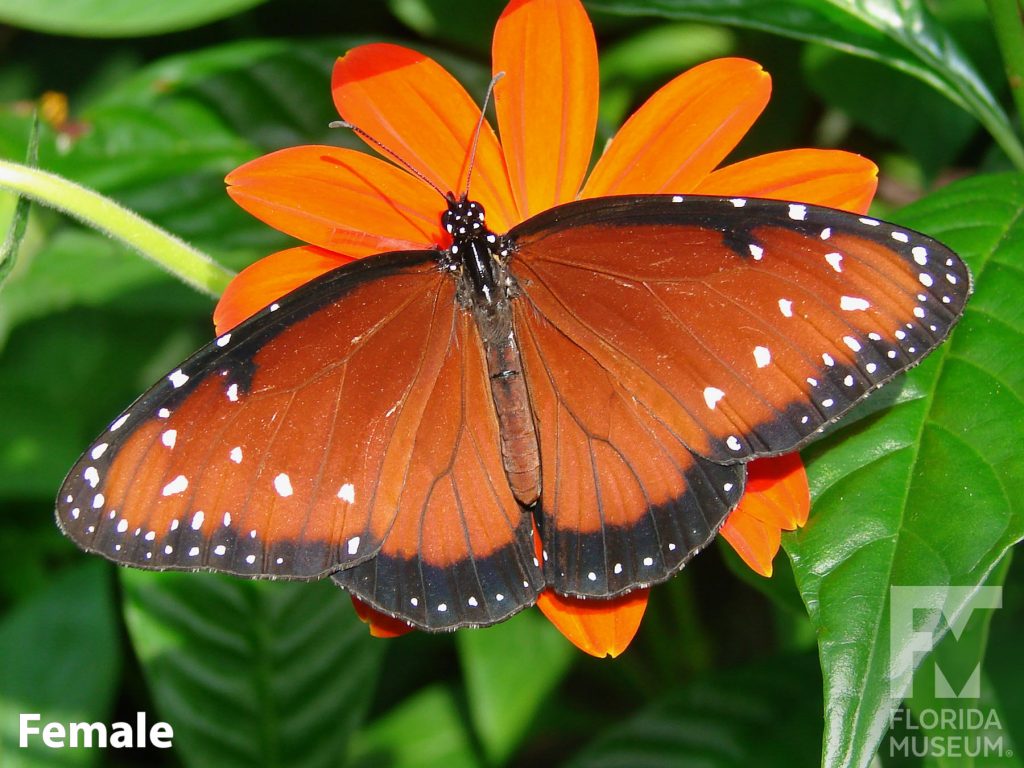 Female Queen butterfly ID photo with open wings. Butterfly is muted orange with very faint black stripes and dark edges. White dots are scattered near the wing tips.