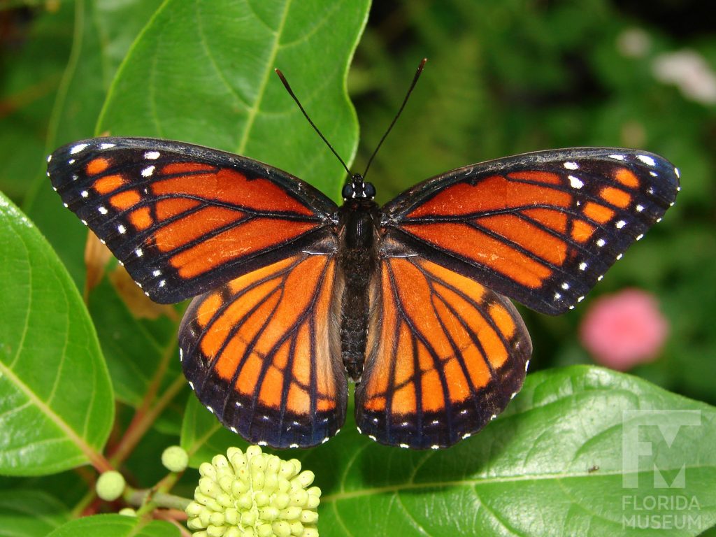 Viceroy Butterfly with wings open. Male and Female butterflies look similar. Butterfly is orange with wide black veins. The wing edges are black with white markings.