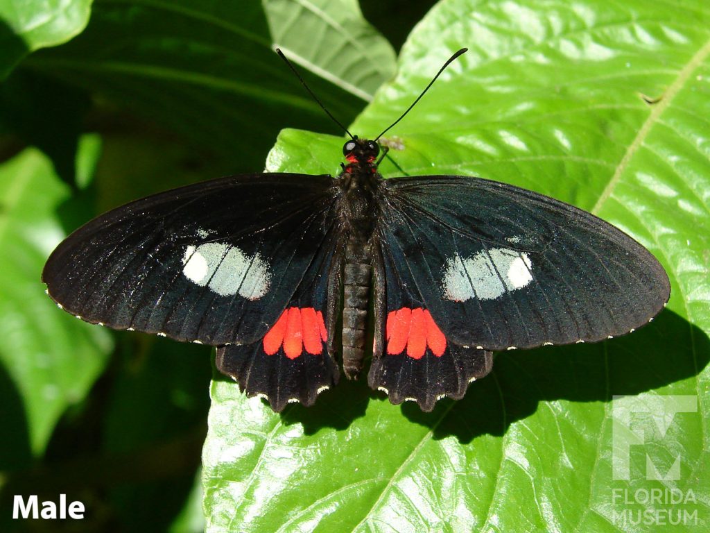Male Pink Cattleheart butterfly with open wings. Butterfly with black wings with a large white and red spot on each wing.