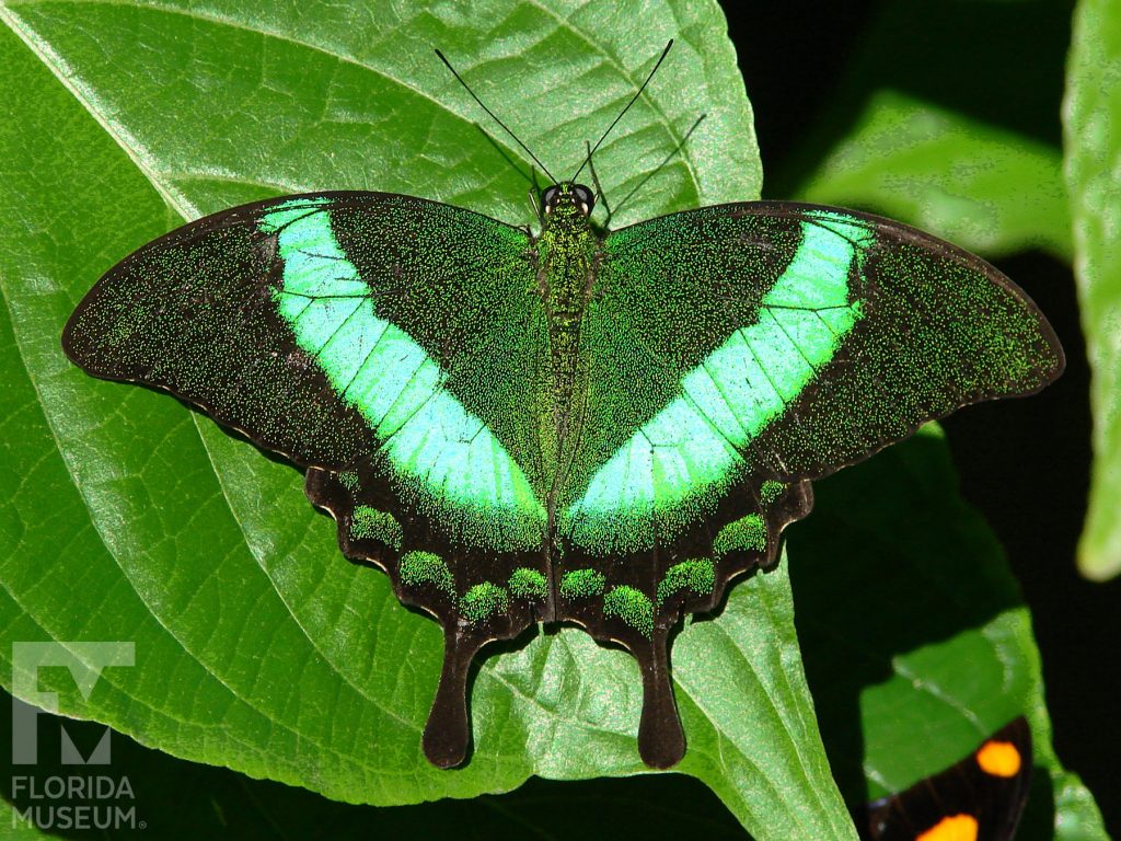 Emerald Swallowtail Butterfly with wings open. The top wings are long and narrow and bottom winds have several rounded points. The butterfly is black with many tiny green spots giving it a solid green appearance. There is a solid bright green stripe that forms a ‘V’ across the wings. The long tail points are black.