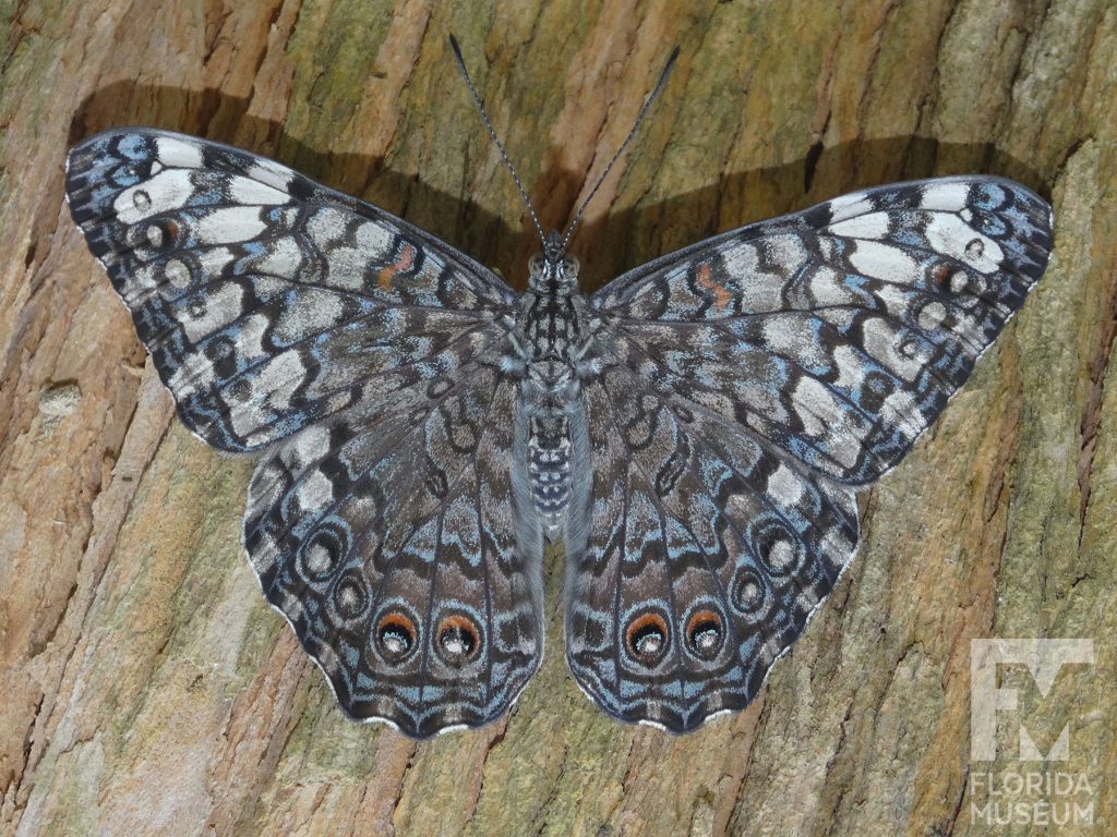 Grey Cracker Butterfly with its wings open. The butterfly is dappled grey with many small grey, brown, blue, and cream markings.