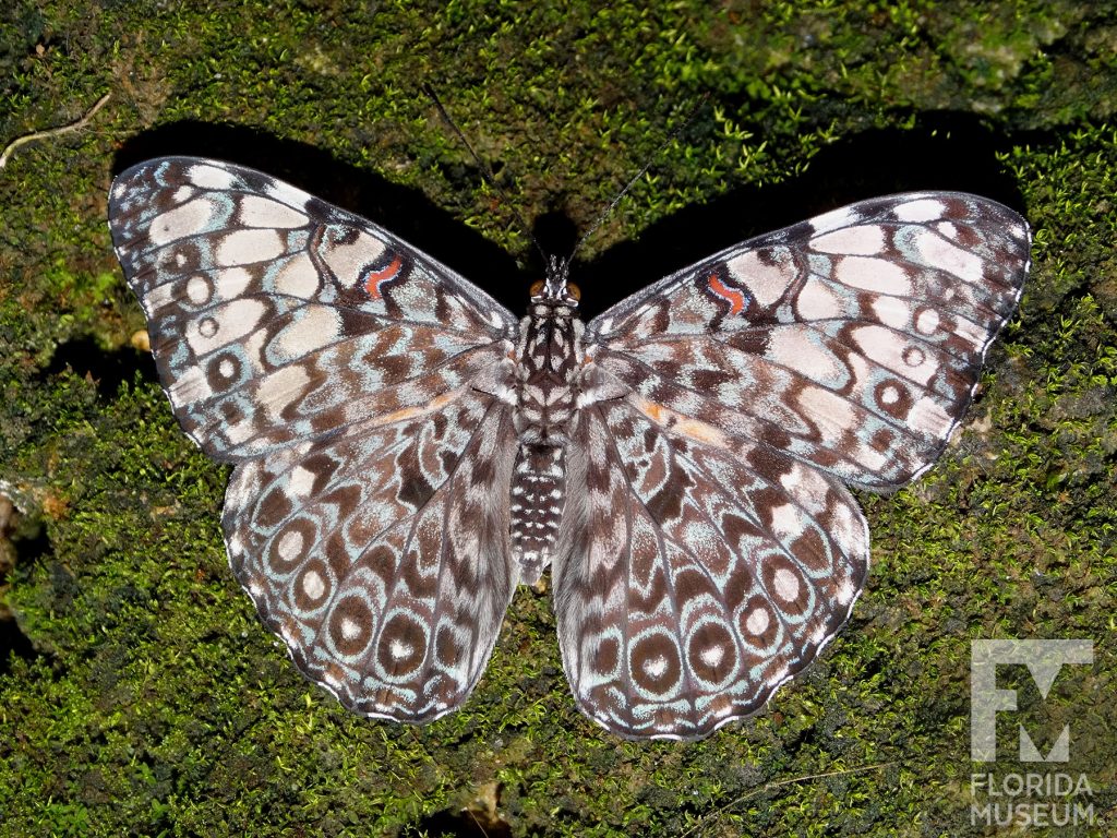 Variable Cracker Butterfly with its wings open the butterfly is grey with many small brown and cream markings