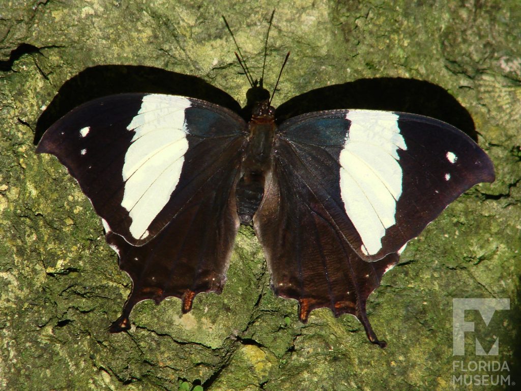 Silver-studded Leafwing Butterfly with wings open butterfly is black with wide white stripes.