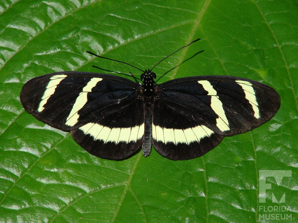 Hewitsoni Longwing Butterfly with wings open. Male and female butterflies look similar. The wings are black with cream-colored bars.