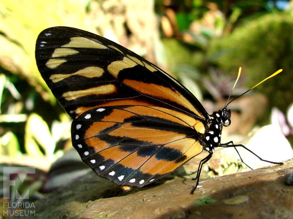 Tiger mimic Queen Butterfly. Male and Female butterflies look similar. With wings closed the butterfly is orange with black stripes. The wing tips are black with yellow stripes. The edge lower wing has a row of black dots. The body is black white white dots.