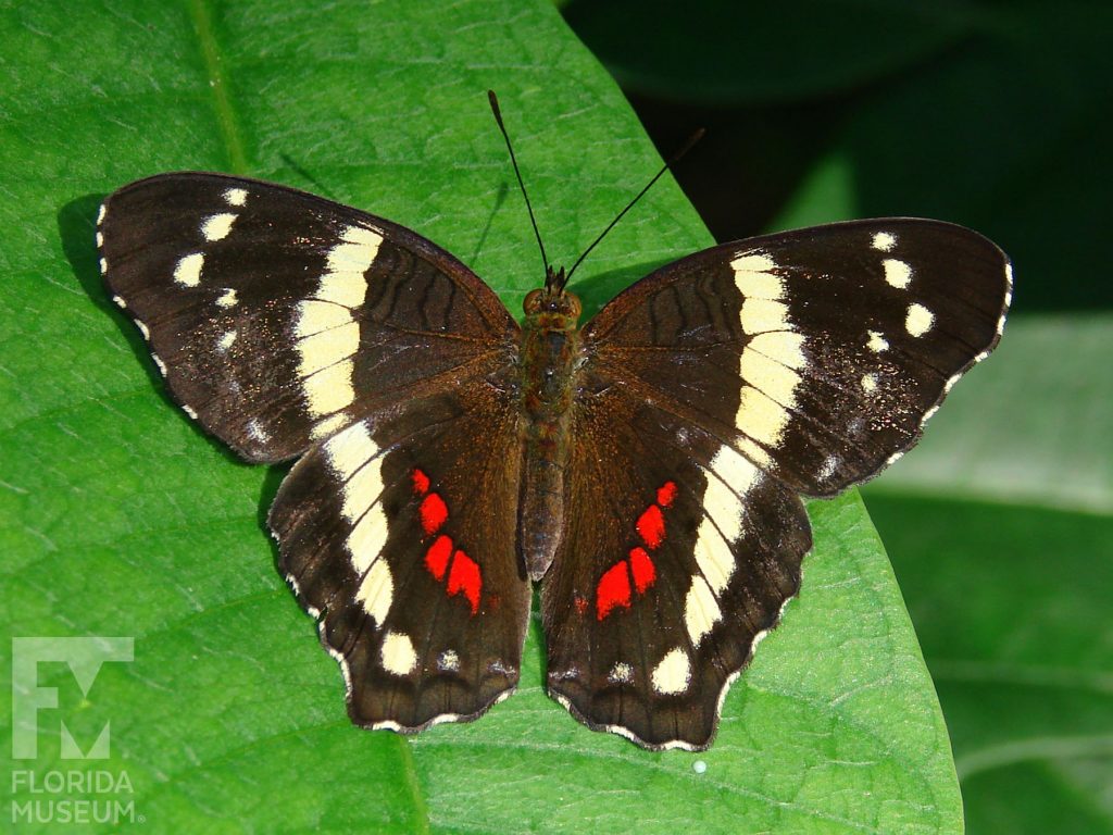 Banded Peacock Butterfly with wings open. With its wings open the butterfly is brown with cream stripes and red markings. Male and female butterflies look similar.