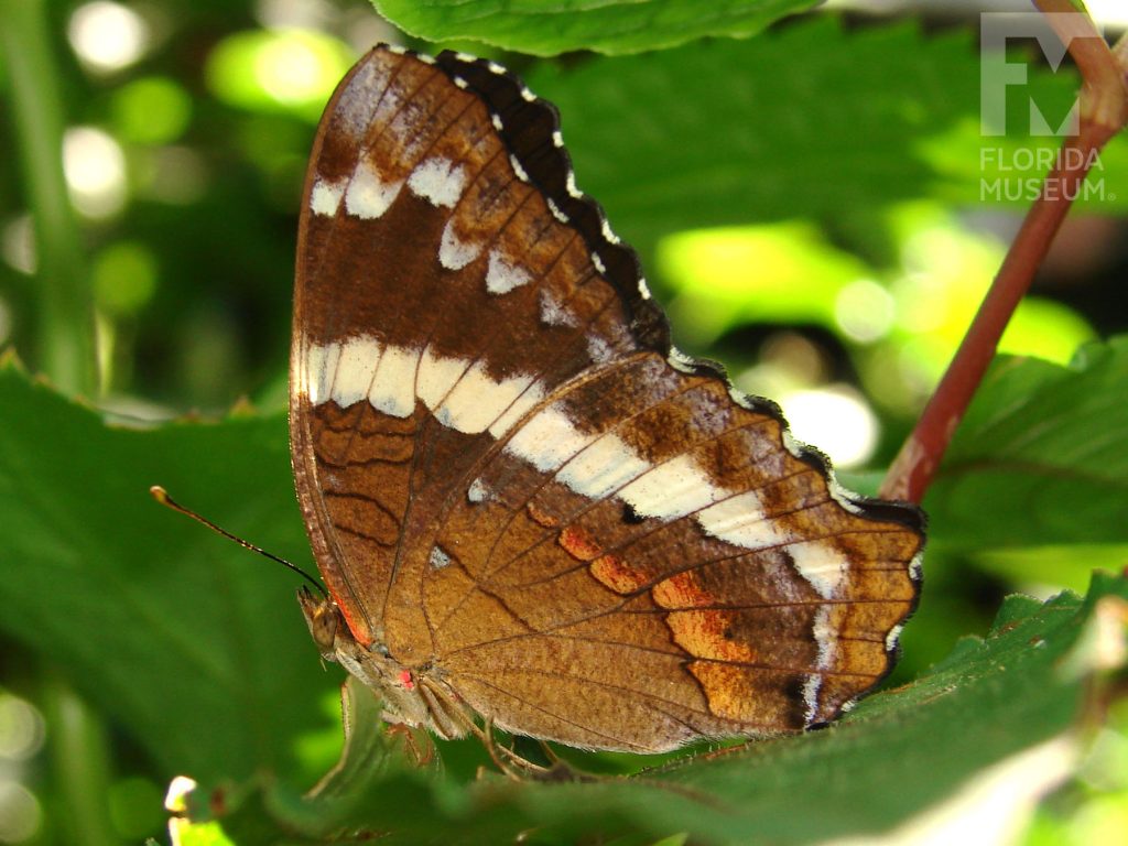 Banded Peacock Butterfly with wings closed. With its wings closed the butterfly is brown with dull red markings. Male and female butterflies look similar.