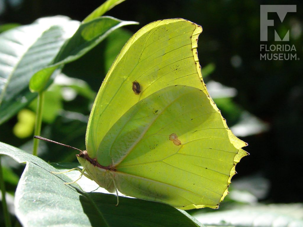 Yellow-angled Sulfur butterfly with closed wings. Male and female butterflies look similar. Butterfly is with yellow-green with a singe small brown dot at the center of the upper wing.
