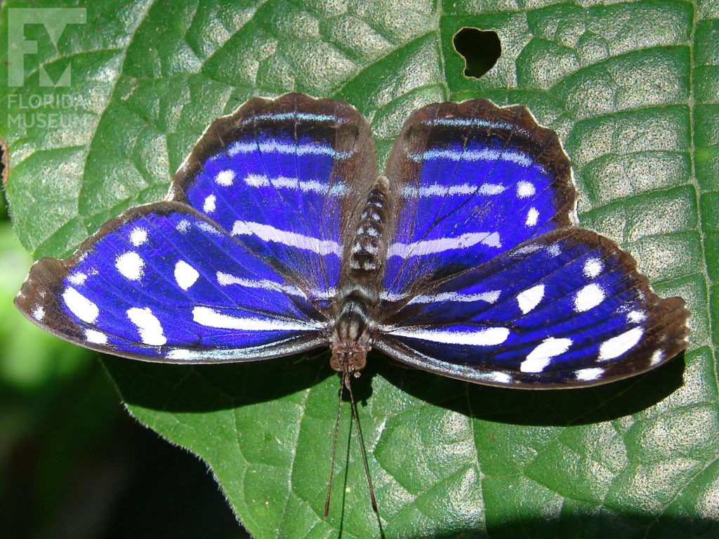 Tropical Blue Wave Butterfly with its wings open. The butterfly is bright blue with a black/brown border and near the wing edges. White marking form rows across the wings.
