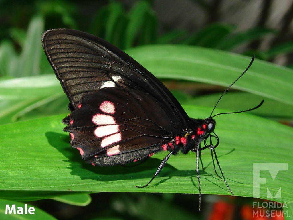 Male True Cattleheart butterfly with closed wings. Butterfly is black with white bands and red markings on the body.