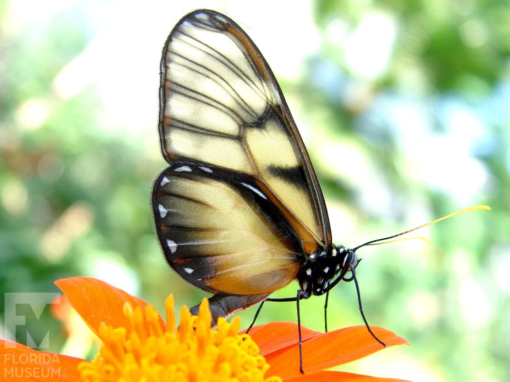 Dero Clearwing Butterfly with its wings closed. The wings are long, narrow and semi-transparent. The wings have an orange sheen.