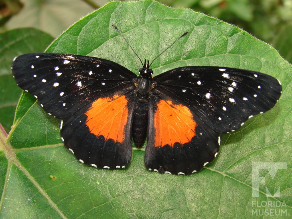 Crimson Patch butterfly with open wings. Male and female butterflies look similar. Butterfly is black sprinkled with small white dots. At the center of the wings near the body is a large orange patch.
