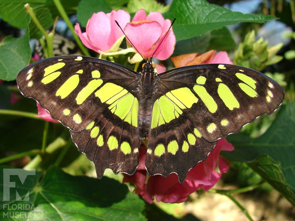 Malachite Butterfly with open wings are brown with many yellow-green markings
