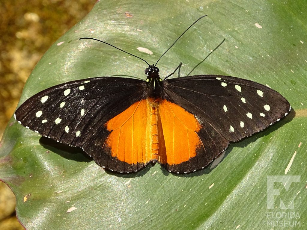 Cream-spotted Tigerwing Butterfly. Male and Female butterflies look similar. With wings open the lower wing is orange with a black edge spirited with white dots. The upper wing is black scattered with pale-yellow dots.
