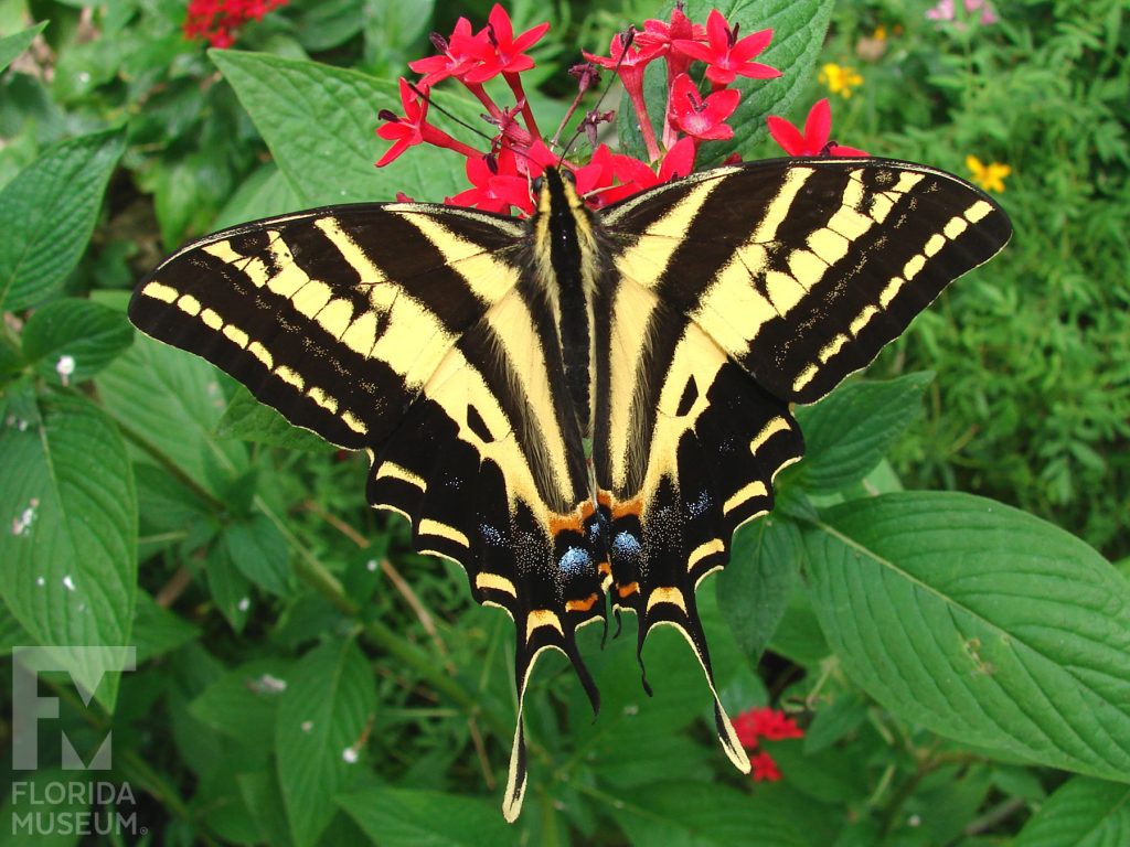 Three-tailed Tiger Swallowtail Butterfly. The lower wings end in three long thin points. With its wings open the butterfly is black with yellow stripes and red and blue markings.