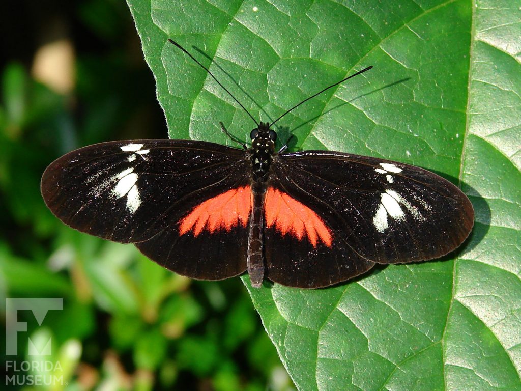 False Postman Butterfly with its wings open. The butterfly is black with red marking at the center of the butterfly near the body. There are cream-colored markings at the center of the upper wing. Male and female butterflies have similar markings.