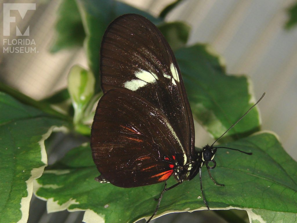 False Postman Butterfly with wings closed. The butterfly is brown/black with strong white markings at the center of the upper ling and smaller red markings near the butterflies body. Male and Female butterflies look similar.