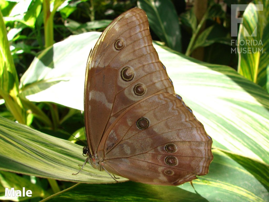 Male Metallic Blue Morpho butterfly with closed wings. Wings are mottled brown with many small eye-spots.