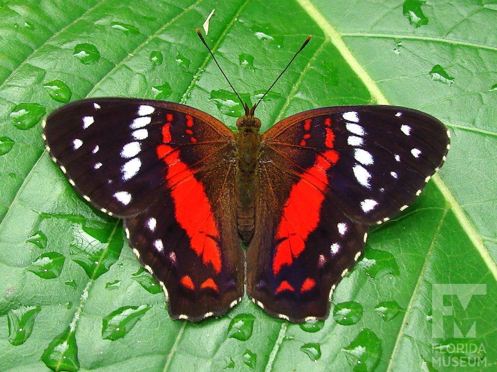 Scarlet Peacock Butterfly with wings open. Male and female butterflies look similar. With its wings open the butterfly is black and brown with red and white markings.
