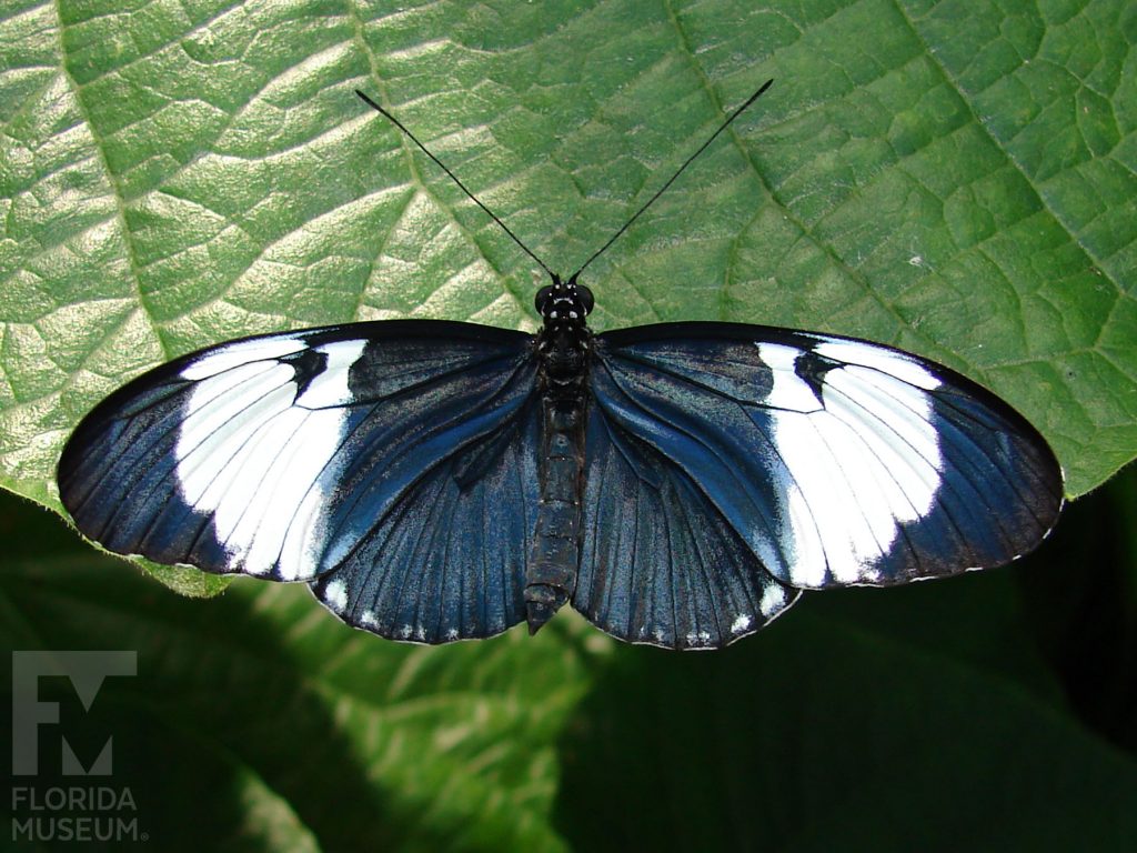 Cydno Longwing Butterfly with its wings open. The butterfly is dark blue with black edges and a wide white band across the wings. Male and Female butterflies look similar.