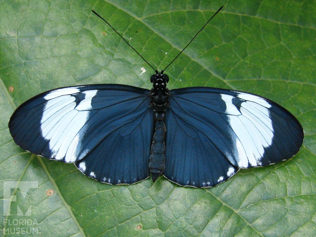 Cydno Longwing Butterfly with its wings open. The butterfly is dark blue with black edges and a wide white band across the wings. Male and Female butterflies look similar.