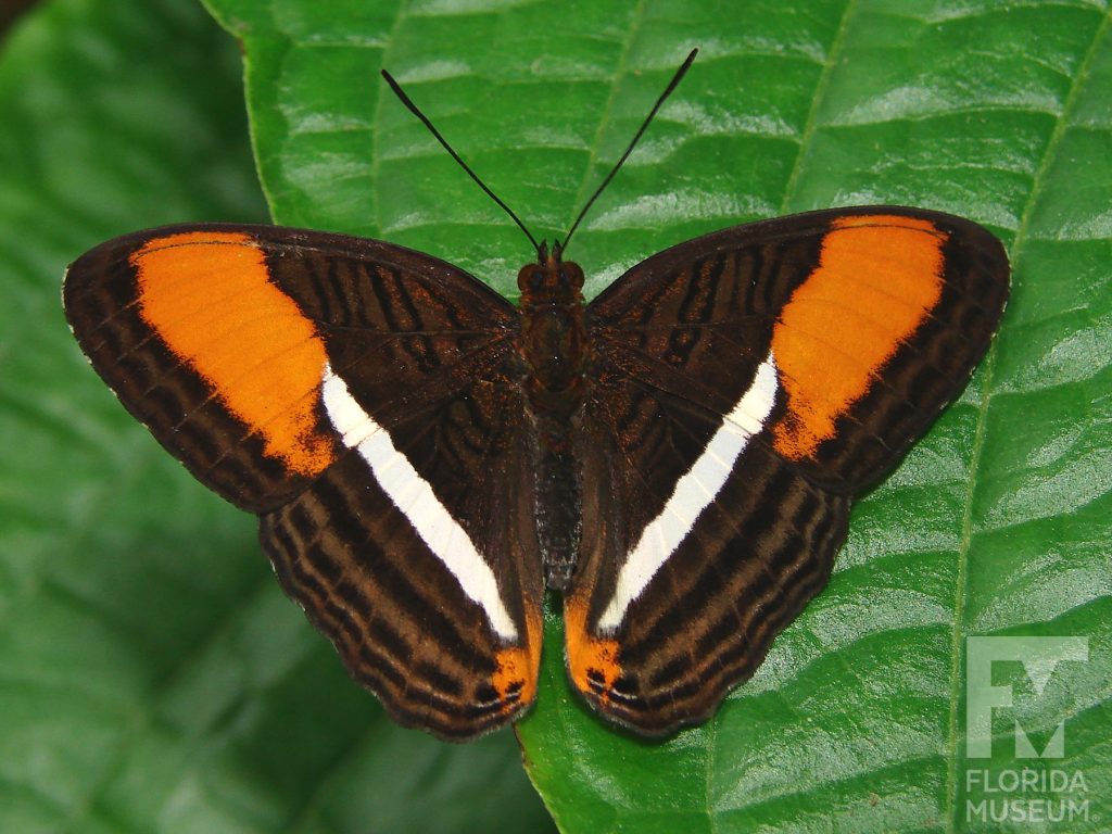 Friar Butterfly with wings open. Male and Female butterflies look similar. With wings open butterfly is brown with dark brown stripes. A wide white strip runs down the center of the wings, large orange spots are on the wing tips.