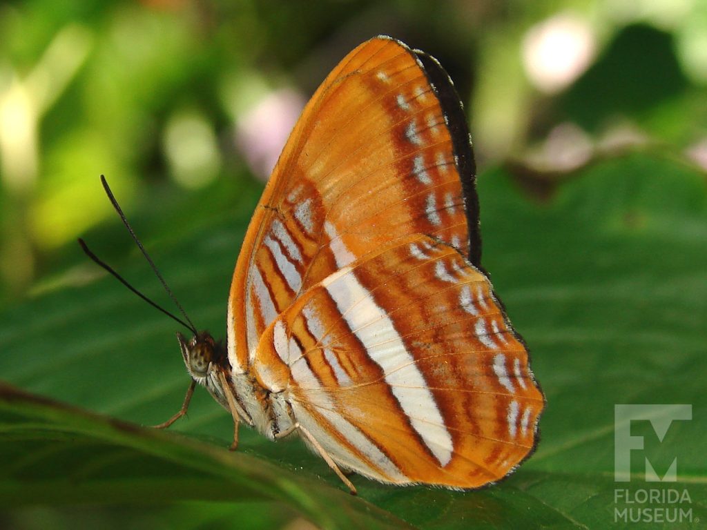 Friar Butterfly with wings closed. Male and Female butterflies look similar. With wings closed butterfly is orange-brown with darker and lighter stripes as well as white stripes.