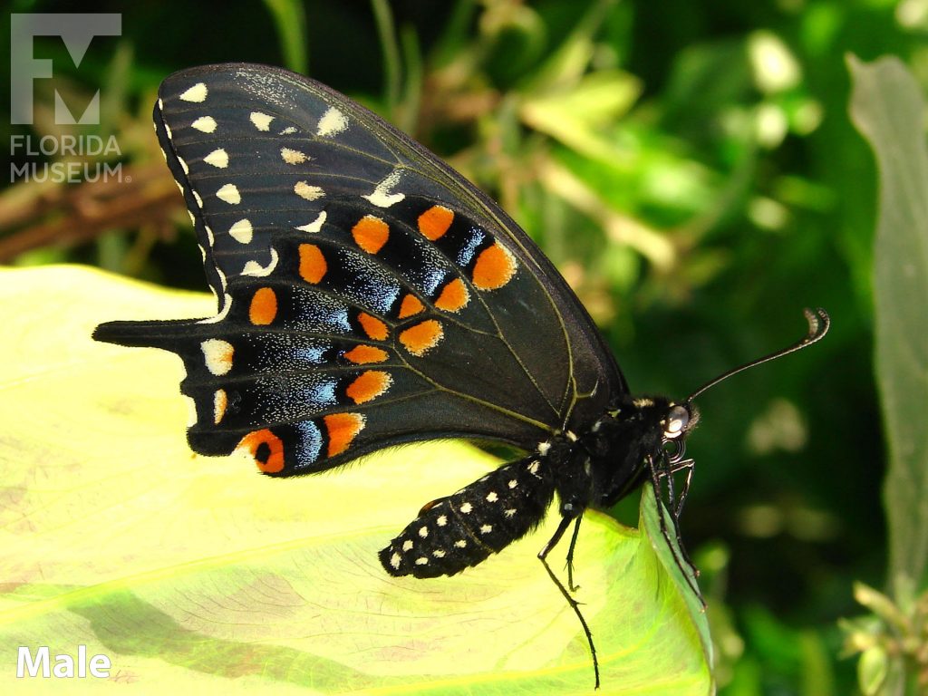 Male Black Swallowtail butterfly with closed wings. Butterfly is black with many red, yellow, and blue markings.