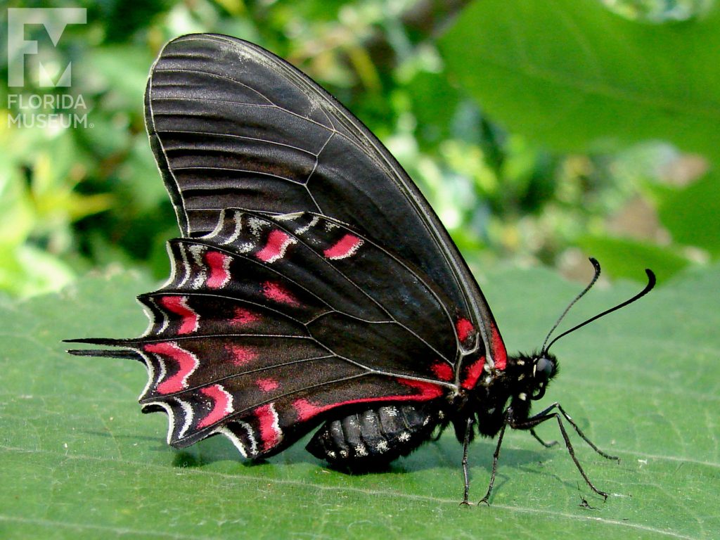 Crescent Swallowtail Butterfly with wings closed. Wings end in several thin points. The butterfly is brown/black with red and white markings on the lower wing and near the body.