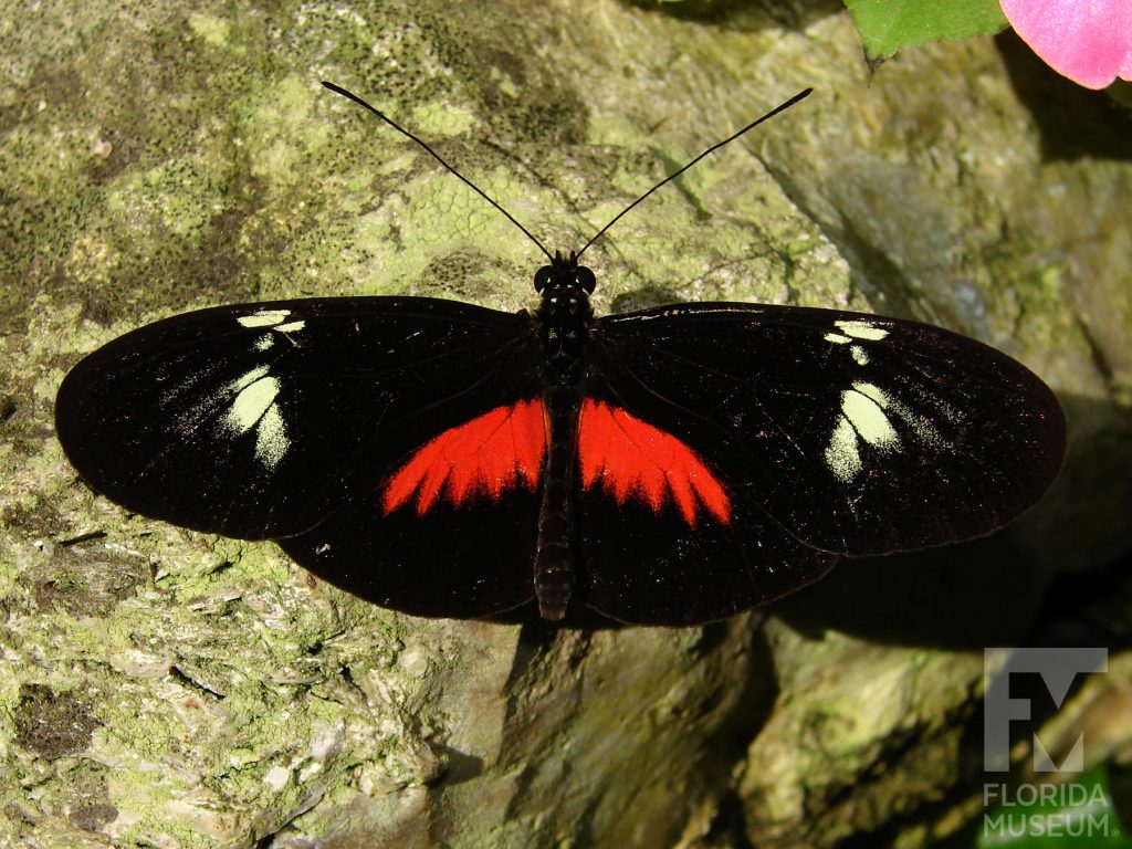 False Postman Butterfly with its wings open. The butterfly is black with red marking at the center of the butterfly near the body. There are cream-colored markings at the center of the upper wing. Male and female butterflies have similar markings.