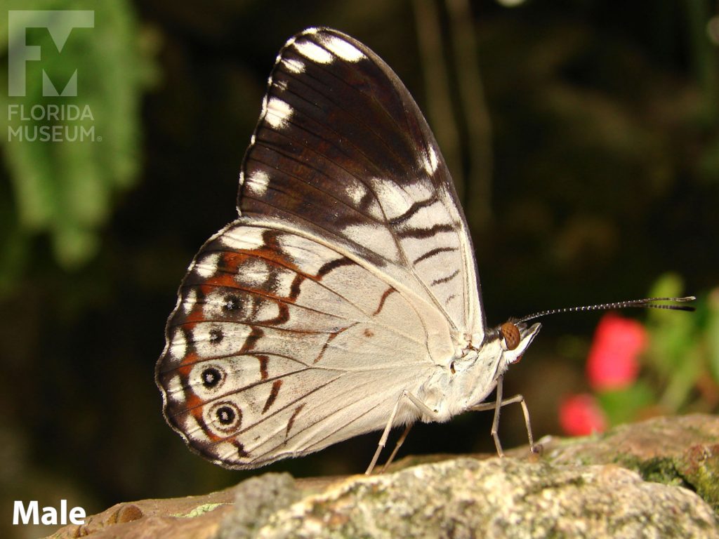 Male Black-patched Cracker butterfly with closed wings. The lower wing of the butterfly is tan with red-brown markings along the edge. The upper wing is mostly brown with white and tan markings.