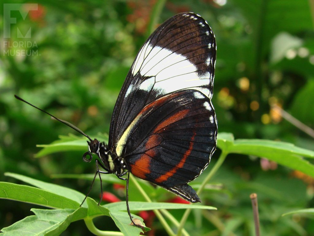 Cydno Longwing Butterfly with its wings closed. The butterfly is black with thin brown strips and a wider white band. Male and Female butterflies look similar.