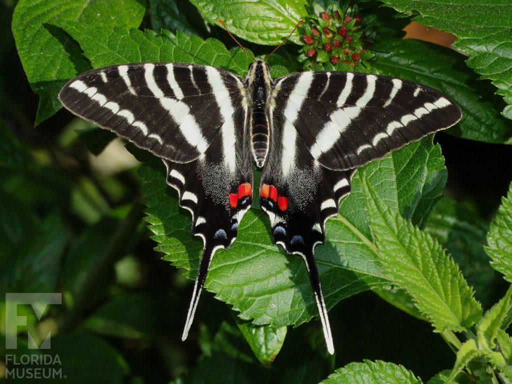 Zebra Swallowtail with wings open. Male and female butterflies look similar. Butterfly has long ’Swallowtail’ that ends in a point. Wings are black with white stripes and red and blue spots near the long ‘tail’.