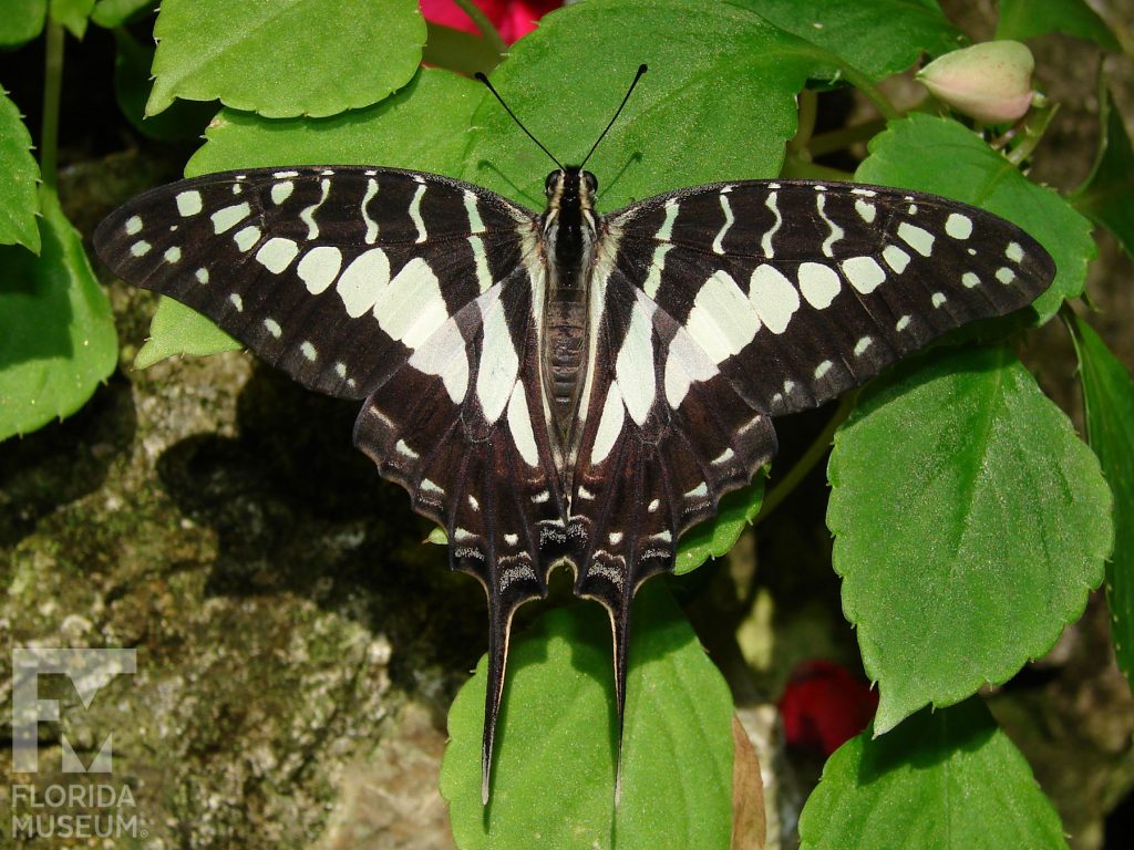 Cream-striped Swordtail Butterfly with wings open. Male and female butterflies look similar. Butterfly is black with white markings.. Wings end in a long point.