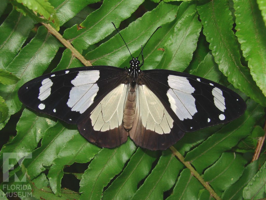 Novice Butterfly with open wings. Male and Female butterflies look similar. With its wings open the butterfly is black with large white markings that have thin black vein stripes.