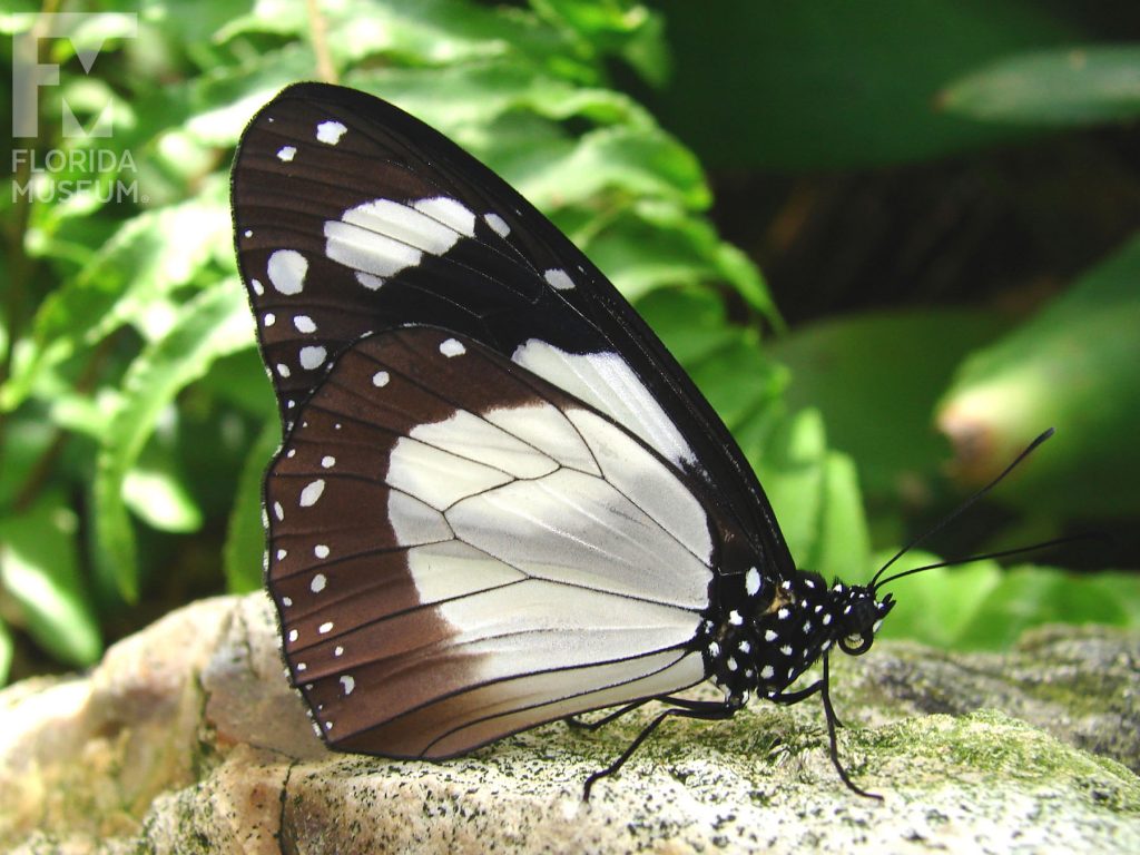 Novice Butterfly with closed wings. Male and Female butterflies look similar. With its wings closed the markings are similar. The body is black with white dots.
