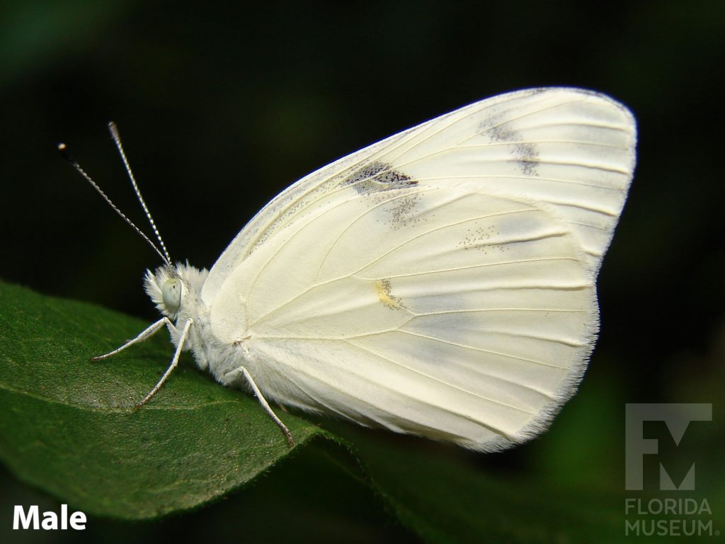 Male Checkered White butterfly with closed wings. Butterfly is white/cream with faint grey markings.