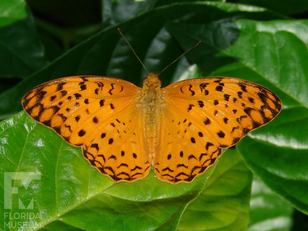 Common Leopard butterfly with open wings. Male and female butterflies look similar. Butterfly is orange with many small black spots.