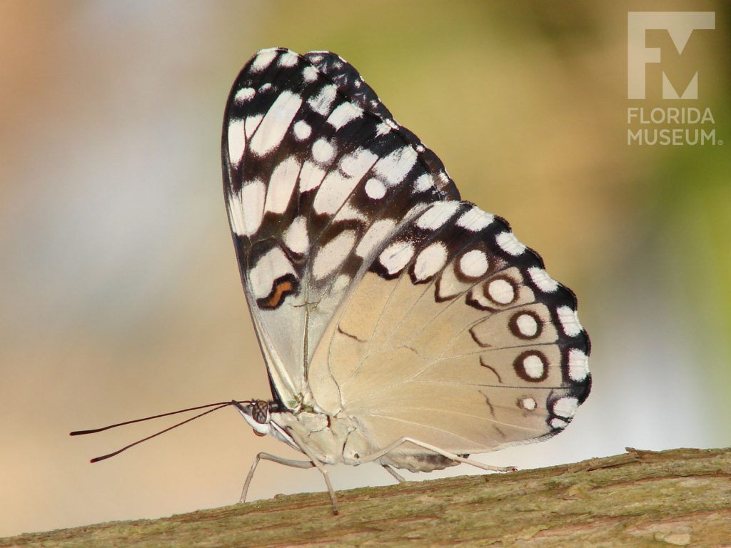 Guatamalan Cracker butterfly with closed wings. Male and female butterflies look similar. Butterfly has tan wings with white and dark brown marking on the upper wing.