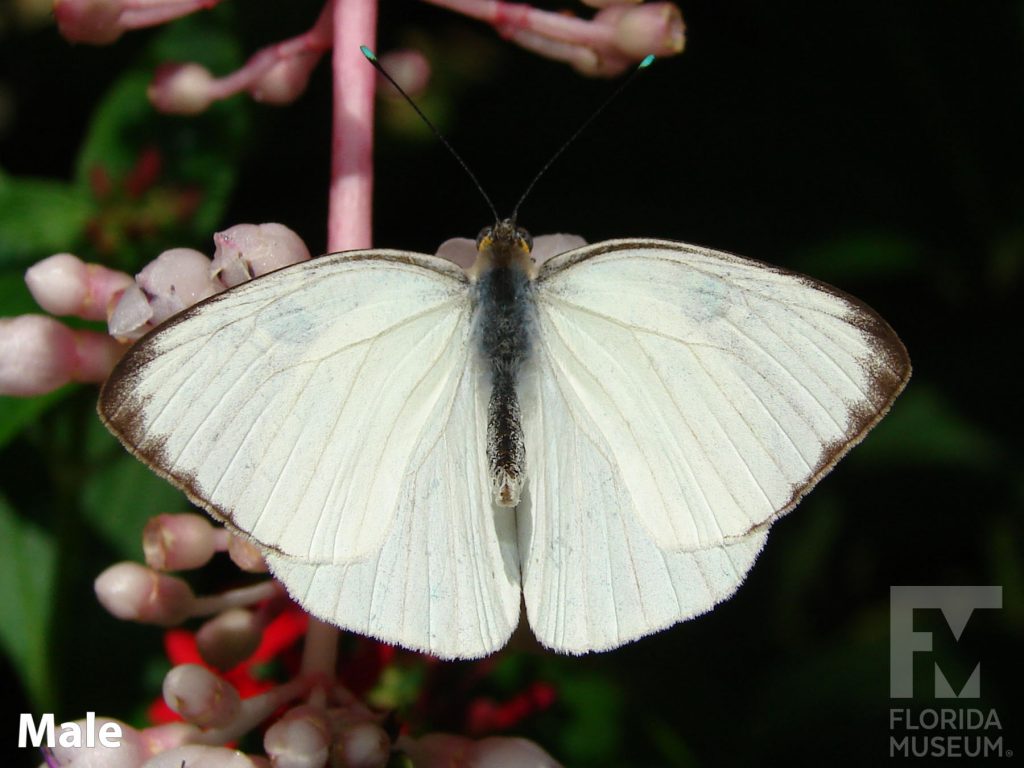 Male Great Southern White Butterfly with wings open. Butterflies is white with brown along the edges and a brown/grey body.
