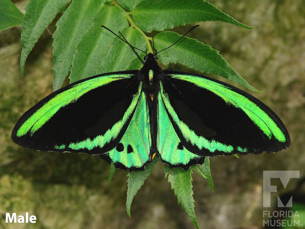 Male Common Greenwing butterfly with open wings. Butterfly is black with iridescent green