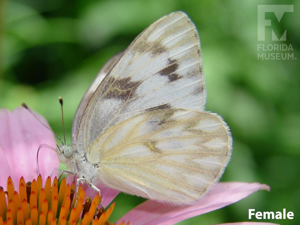 Female Checkered White butterfly with closed wings. Butterfly is white/cream with faint grey markings.