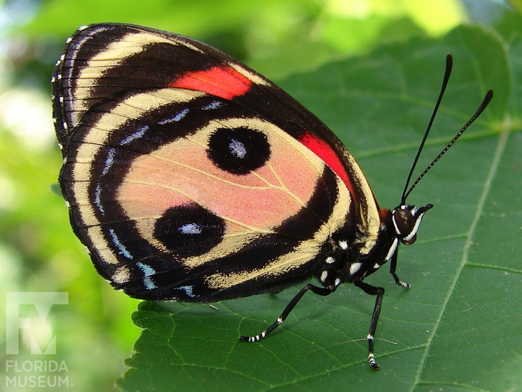 Two eyed 88 butterfly with closed wings. Male and female butterflies look similar. Butterfly is tan with black bands along the wing edges. Two eye spots are in the center of the wing.
