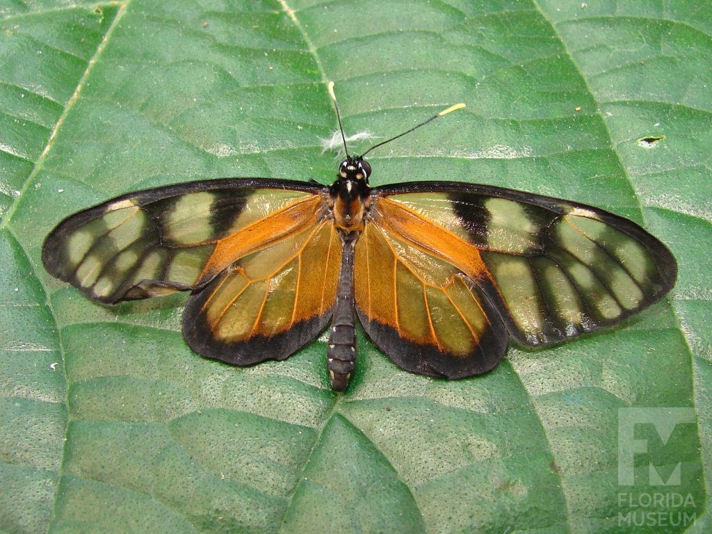 Dero Clearwing Butterfly with its wings open. The wings are long, narrow and semi-transparent. The wings have an orange sheen, stronger near the center of the butterflies body.
